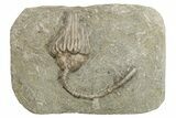 Fossil Crinoid (Dizygocrinus) - Warsaw Formation, Illinois #269769-1